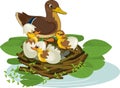 Mother wild duck mallard or Anas platyrhynchos in nest with ducklings Royalty Free Stock Photo